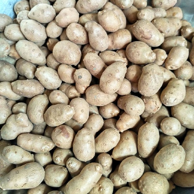 把拉子的做法大全：宠物护理人员的秘诀