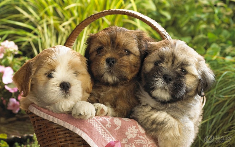 猫抓手臂什么原因？揭秘猫咪的小秘密